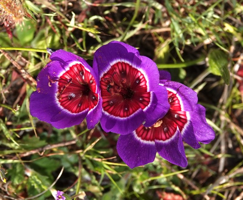 Geissorhiza radians, photographed by desertnaturalist
