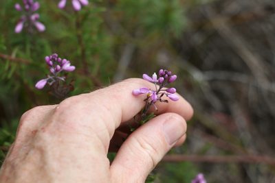 Comesperma esulifolium, photographed by Greg Tasney