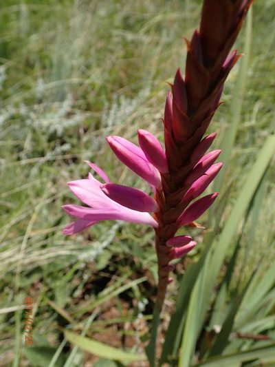 Watsonia lepida, photographed by Peter Warren