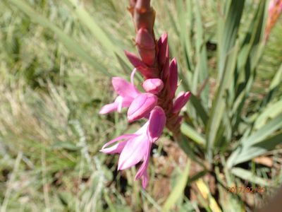 Watsonia lepida, photographed by Peter Warren