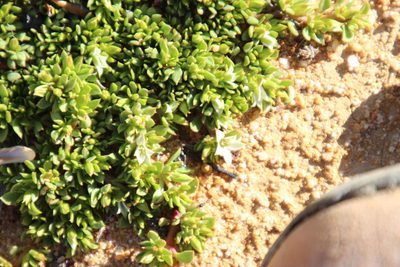 Acrosanthes humifusa, photographed by Tony Rebelo