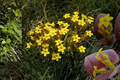 Sebaea natalensis, photographed by Peter Warren