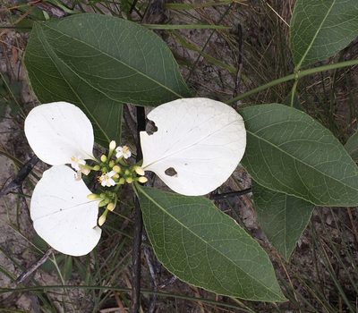 Coelospermum decipiens, photographed by Jane Canaway
