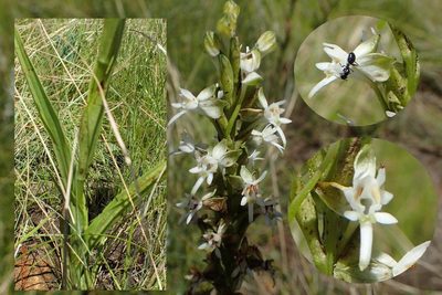 Habenaria dives, photographed by Peter Warren
