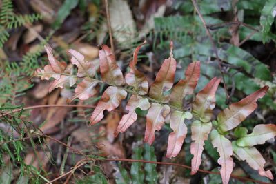 Parablechnum camfieldii, photographed by Greg Tasney