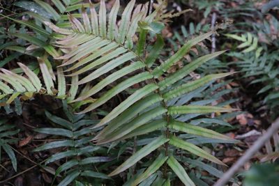 Parablechnum camfieldii, photographed by Greg Tasney
