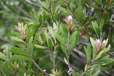 Melaleuca pallida, photographed by Greg Tasney