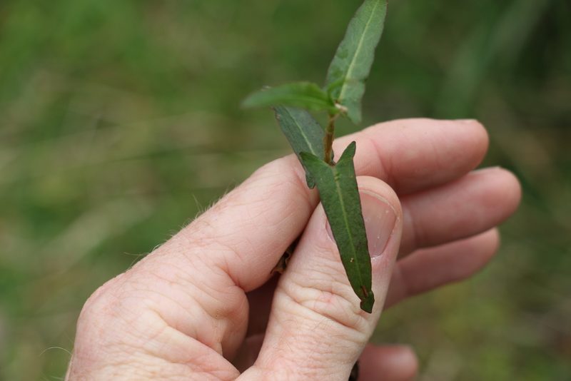 Polygonum praetermissum, photographed by Greg Tasney