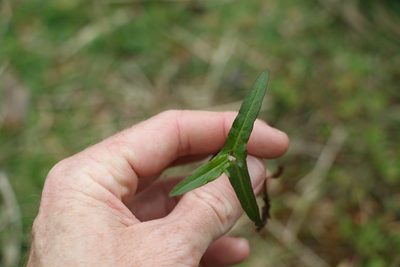 Polygonum praetermissum, photographed by Greg Tasney