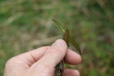 Polygonum praetermissum, photographed by Greg Tasney