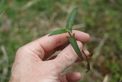Polygonum praetermissum, photographed by Greg Tasney