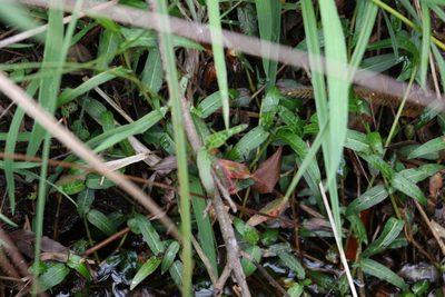 Polygonum praetermissum, photographed by Greg Tasney