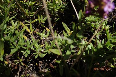 Selago galpinii, photographed by Peter Warren