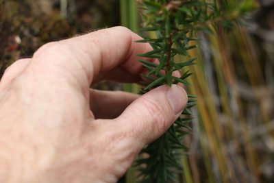 Acrothamnus melaleucoides, photographed by Greg Tasney