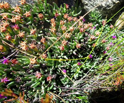 Ruschia altigena, photographed by Di Turner