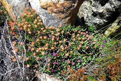 Ruschia altigena, photographed by Di Turner