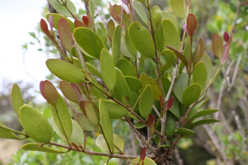 Muellerina celastroides, photographed by Greg Tasney