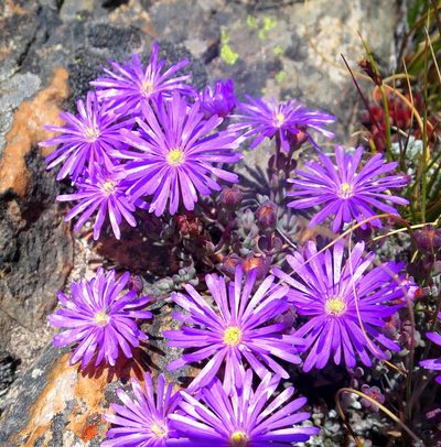 Lampranthus swartbergensis, photographed by Di Turner