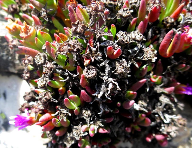 Ruschia altigena, photographed by Di Turner
