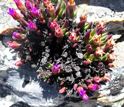Ruschia altigena, photographed by Di Turner