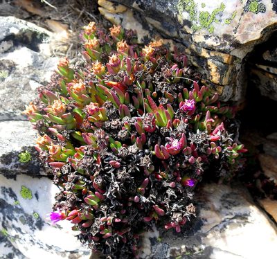Ruschia altigena, photographed by Di Turner
