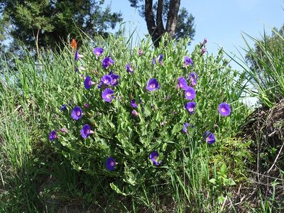 Ipomoea stans, photographed by Alexis López Hernández