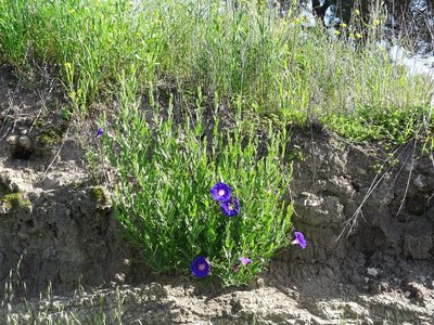 Ipomoea stans, photographed by Alexis López Hernández