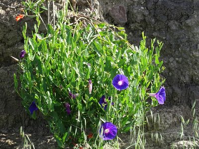 Ipomoea stans, photographed by Alexis López Hernández