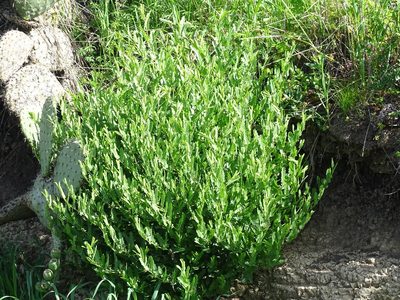 Ipomoea stans, photographed by Alexis López Hernández