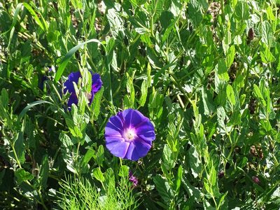 Ipomoea stans, photographed by Alexis López Hernández
