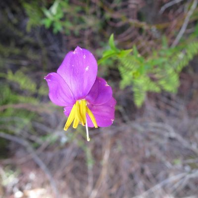 Chironia melampyrifolia, photographed by Di Turner