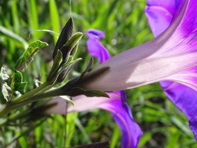 Ipomoea stans, photographed by Alexis López Hernández
