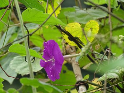 Ipomoea dumosa, photographed by Alexis López Hernández