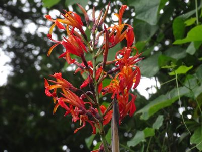 Canna tuerckheimii, photographed by Alexis López Hernández