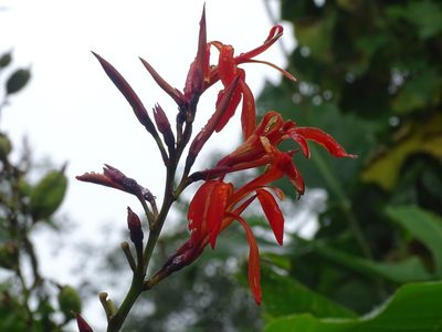 Canna tuerckheimii, photographed by Alexis López Hernández
