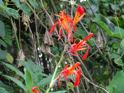 Canna tuerckheimii, photographed by Alexis López Hernández