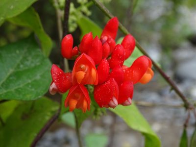 Phaseolus coccineus, photographed by Alexis López Hernández