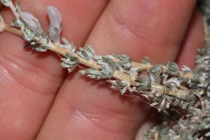 Aspalathus pulicifolia, photographed by Brian du Preez