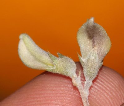 Aspalathus pulicifolia, photographed by Brian du Preez