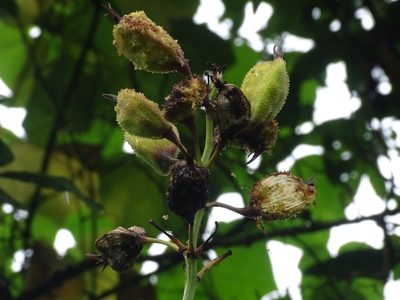 Canna tuerckheimii, photographed by Alexis López Hernández