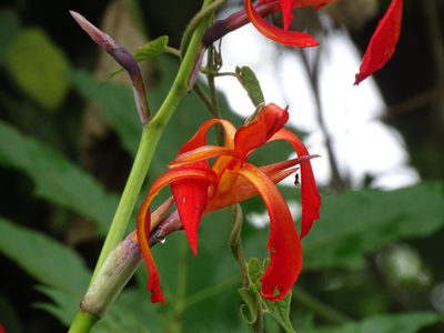Canna tuerckheimii, photographed by Alexis López Hernández