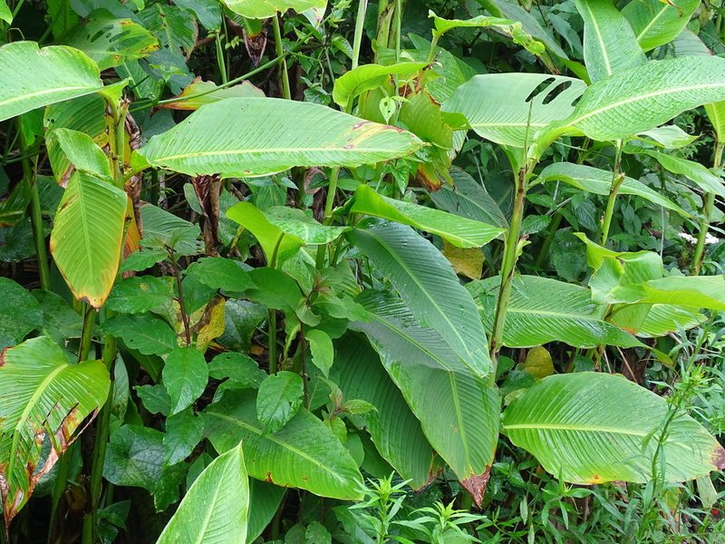 Canna tuerckheimii, photographed by Alexis López Hernández