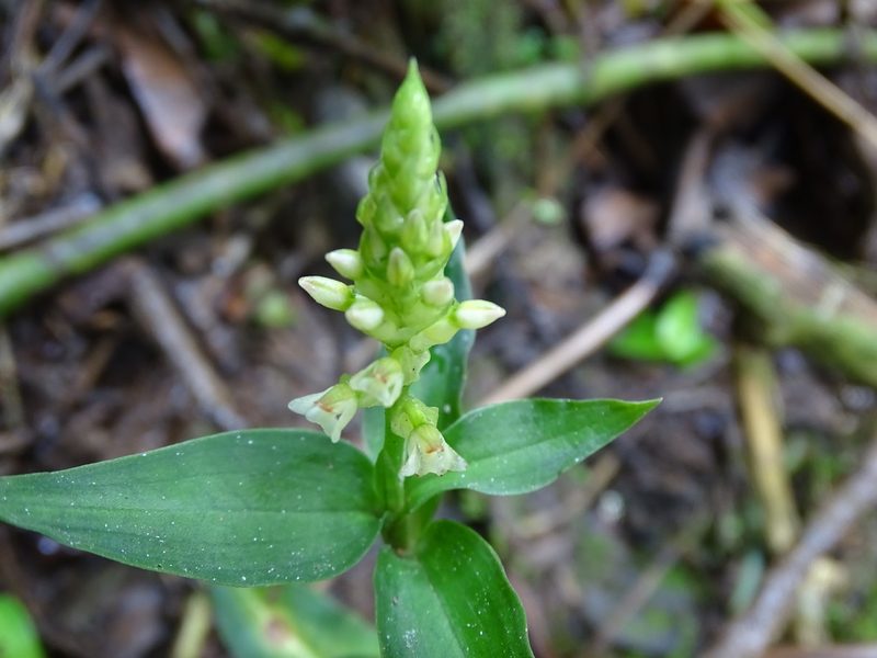 Microchilus querceticola, photographed by Alexis López Hernández