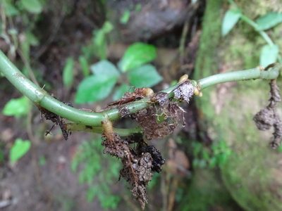 Microchilus querceticola, photographed by Alexis López Hernández