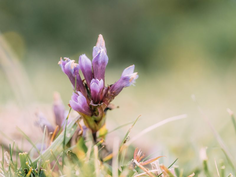 Gentianella biebersteinii, photographed by Evgenii Iaitskii
