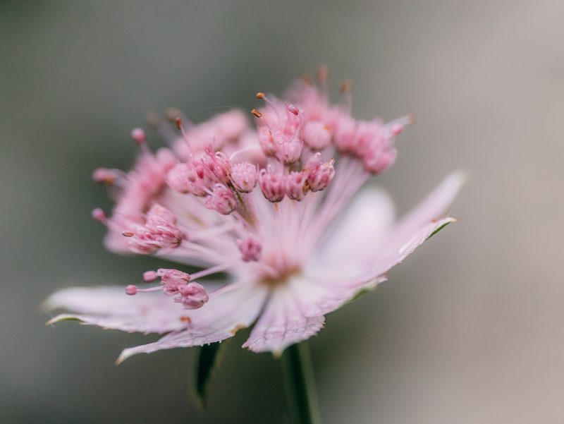 Astrantia maxima, photographed by Evgenii Iaitskii