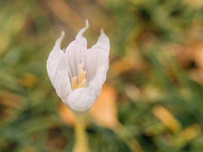 Crocus vallicola, photographed by Evgenii Iaitskii