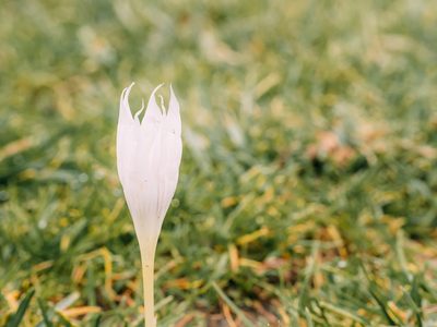 Crocus vallicola, photographed by Evgenii Iaitskii