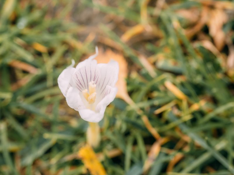 Crocus vallicola, photographed by Evgenii Iaitskii