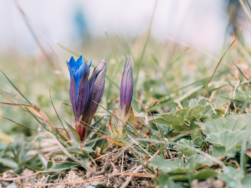 Gentiana septemfida, photographed by Evgenii Iaitskii
